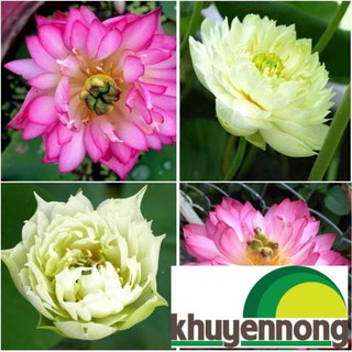 5 hạt 5 màu Hạt giống hoa sen Hoàng cung