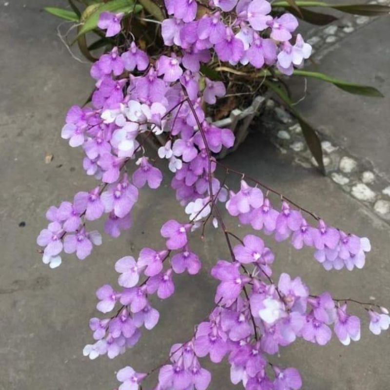Vũ nữ Peru giống