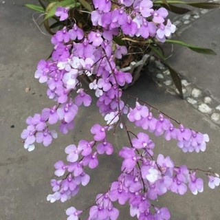 Vũ nữ Peru giống