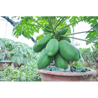 HẠT GIỐNG ĐU ĐỦ CÁC LOẠI - 1 GÓI