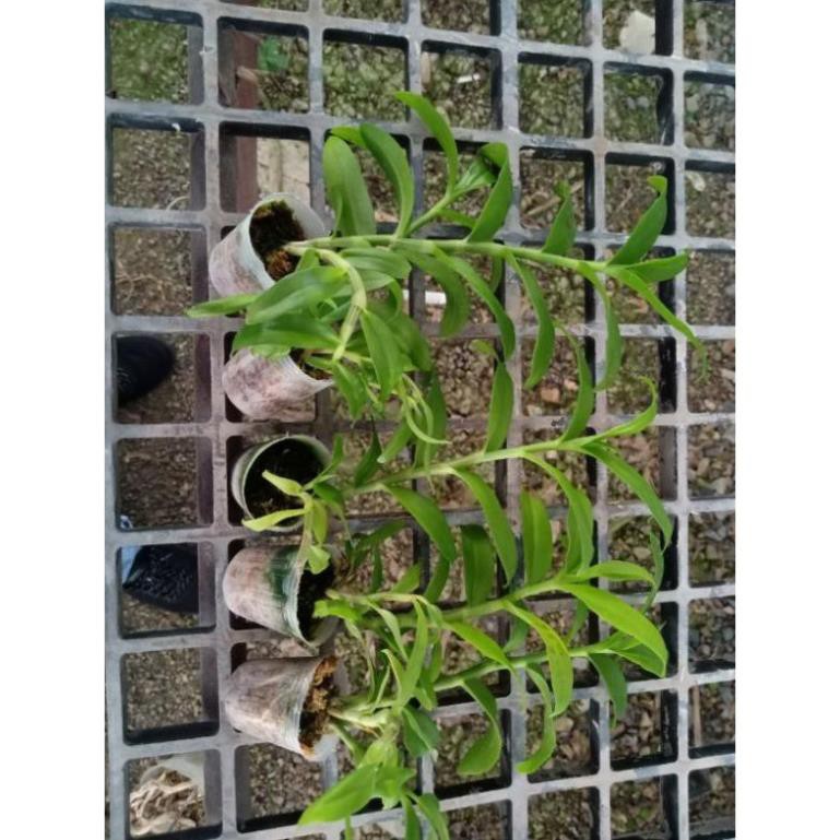 hoa phong lan 5 cánh trắng cấy mô | BigBuy360 - bigbuy360.vn