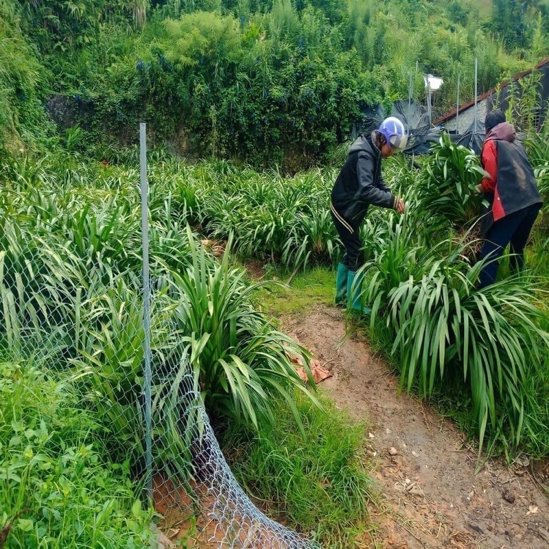 Địa Lan Trần mộng