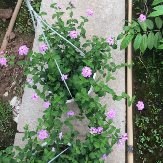 Ngũ sắc tím rủ chỉ 50k/ chậu treo hoặc chậu thường