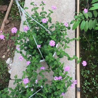 Ngũ sắc tím rủ chỉ 50k/ chậu treo hoặc chậu thường