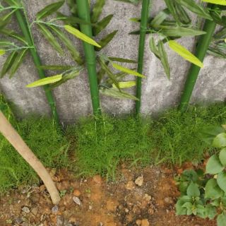 Hạt giống Tóc Tiên
