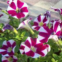 HẠT GIỐNG DẠ YẾN THẢO SỌC NHIỀU MÀU GÓI 100 HẠT