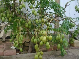 cây giống cóc lùn siêu sớm