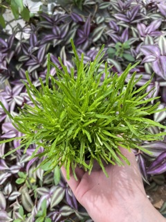 Cây cỏ mây