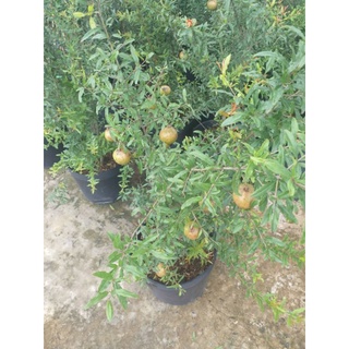 Cây 🌲 Lựu Ấn độ cao 1m2 đang trái
