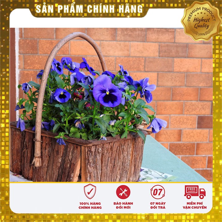 HẠT GIỐNG HOA PANSY nhiềumàu hat giong hoa bướm pansy