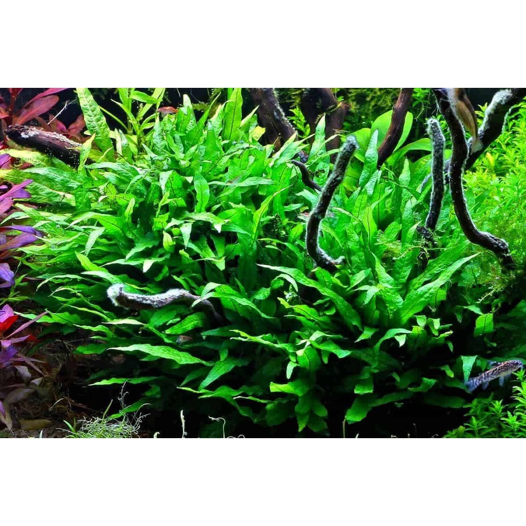 Cây Dương Xỉ  thủy sinh - cây thủy sinh dễ trồng không co2