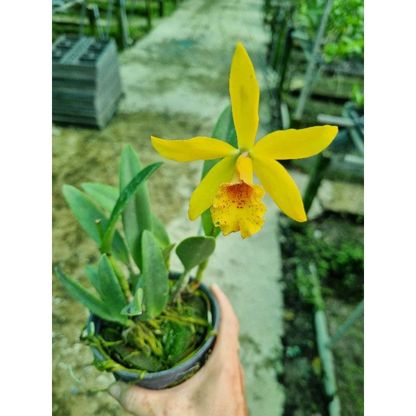 Hoa lan brass hiden gold