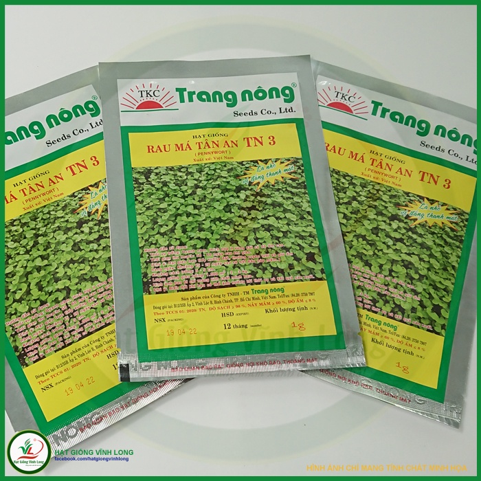 Hạt giống Rau má Tân An TN 3