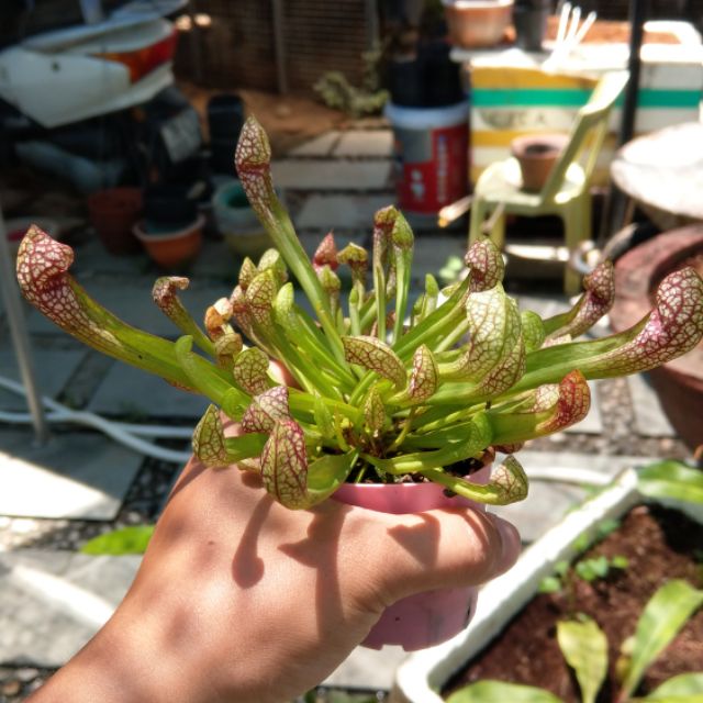 Cây hố bẫy s.scarlet belle