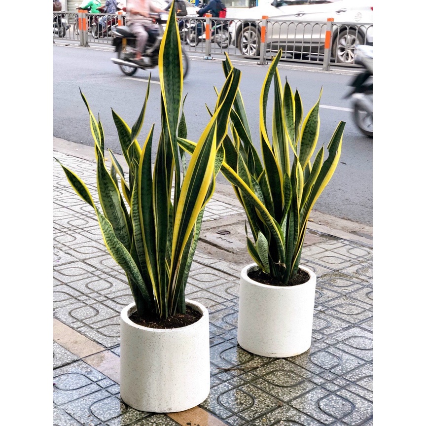 {Tặng dĩa + sỏi rải +Trọn bộ cây&chậu} Combo Cây lưỡi hổ và chậu đá mài xi măng, bộ đẹp trồng sẵn như hình