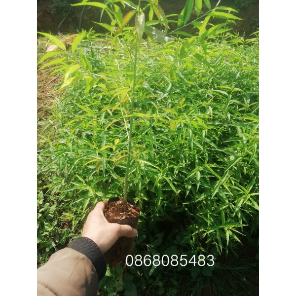 Cây đào mộc châu