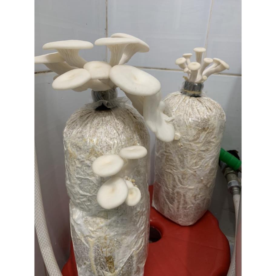 Phôi nấm giống Bào ngư và Sò trắng