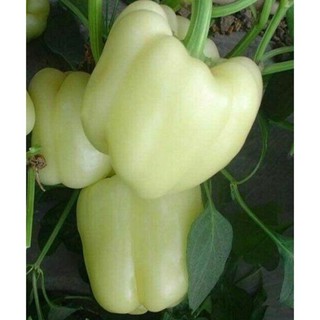 [Siêu khuyến mại] Hạt giống ớt chuông Trắng F1 nhập khẩu Mỹ (white pepper)