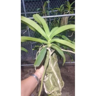 [FREESHIP - Xả Khô Máu] Hoa Lan Ngọc Điểm Rừng