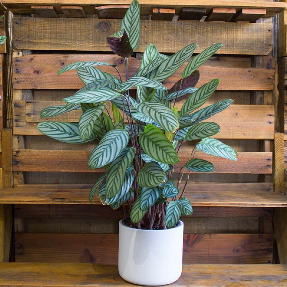 Cây Calathea setosa (Ngân Vũ Trúc Vu, Công Setosa, Đuôi Công Setosa) chậu nhựa