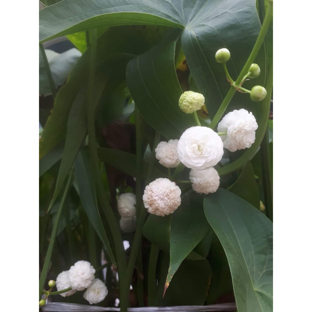 1kg Bùn khô trồng hoa sen, hoa súng, cây thủy sinh, trồng rau