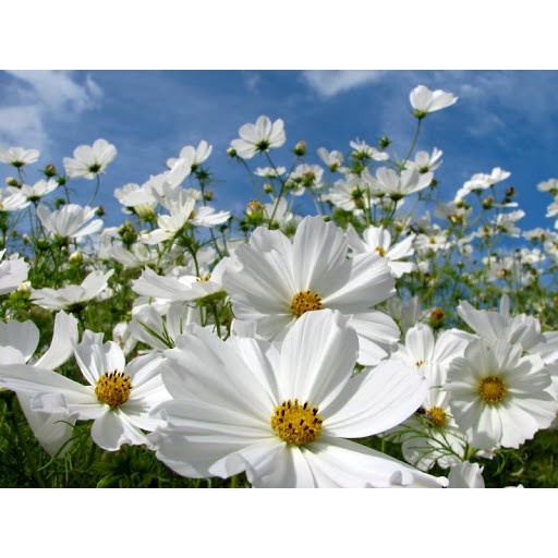 Hạt giống hoa sao nhái - cánh bướm MÀU TRẮNG GÓI 1 LẠNG nhiều hạt đẹp tỷ lệ nảy mầm cao dễ trồng HSN0088