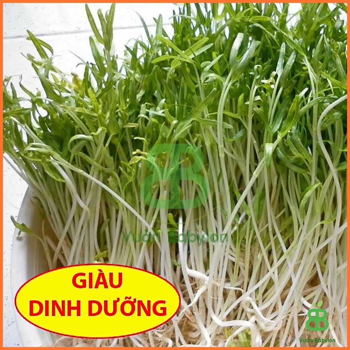 Hạt Giống Mầm Rau Muống  100Gr Nhanh Thu Hoạch