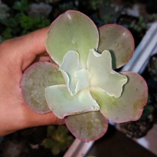 Sen bắp cải