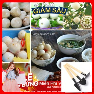 Hạt Giống Cà Pháo Trắng F1 - 100 Hạt / Gói - Tặng Kèm Bộ Dụng Cụ Trồng Cây Mini