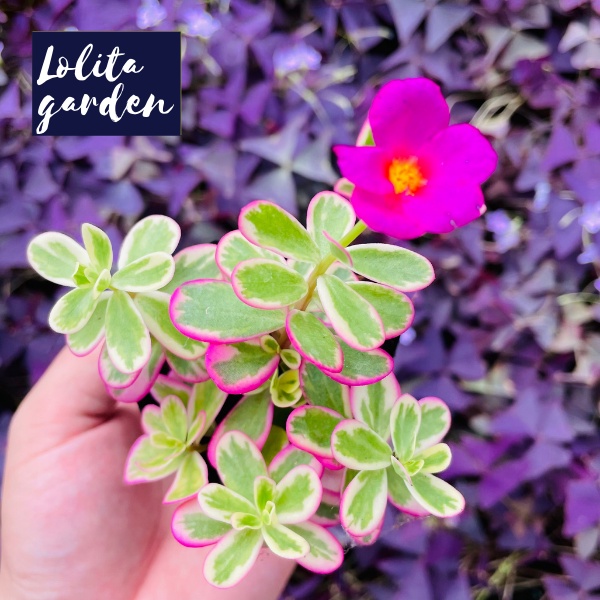 Sen đá cỏ sam Đà Lạt size bé cây cảnh trang trí nhà cửa Lolita garden