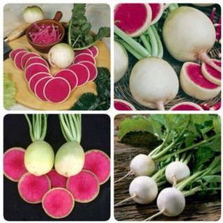 [SIÊU RẺ]Hạt giống Củ Cải Dưa Hấu ngon (5 gram)