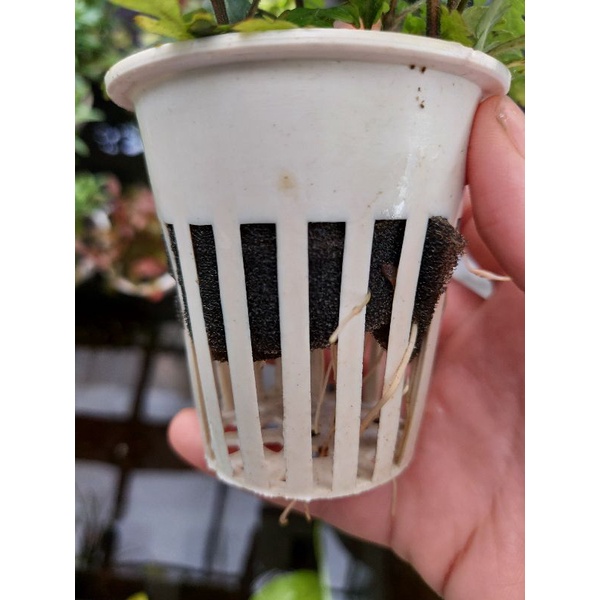 Cây thủy sinh Liễu Răng Cưa lá cạn