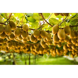 50 hạt giống quả kiwi