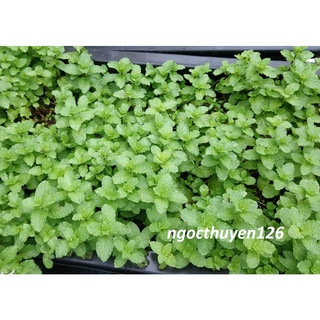 PHÂN BÒ SẠCH LAVAMIX ĐÃ QUA XỬ LÝ 3DM3