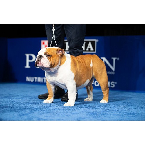 VÒNG CỔ HUẤN LUYỆN DOGSHOW CHO CHÓ