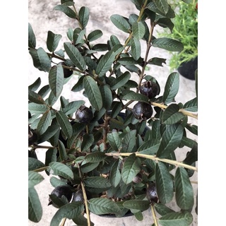 caykiengsadec  cây  ổi tím  tặng  phân bón - hoa kiểng lá - cây phong thủy - trang trí nội thất