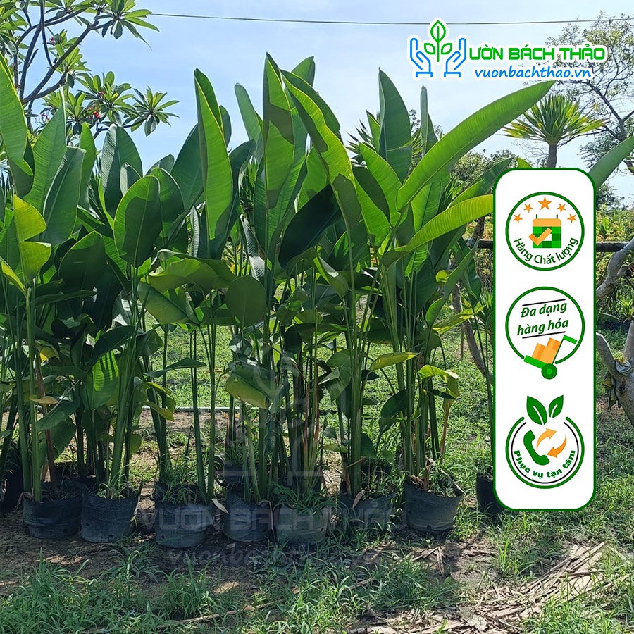 Chuối cát thái trồng công trình hàng bao đẹp - Vườn Bách Thảo