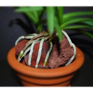 Vỏ thông - giá thể trồng lan đã qua xử lý - túi 1kg