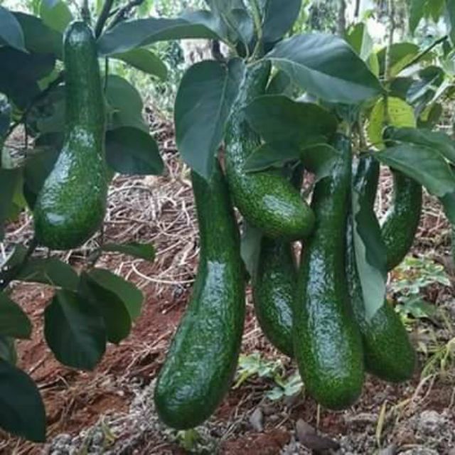 Bơ trái dài bơ 034
