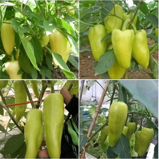 Hạt giống ớt đùi gà Thái Lan F1 - 0.5gram tầm 70 hạt/gói