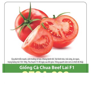 Hạt giống cà chua beef sai trái