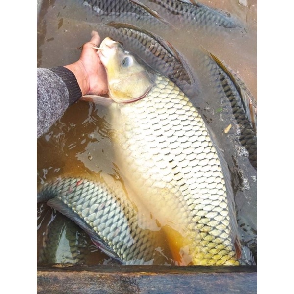 Cám Cá Độ Đạm 20% Chuyên Câu Cá Lớn