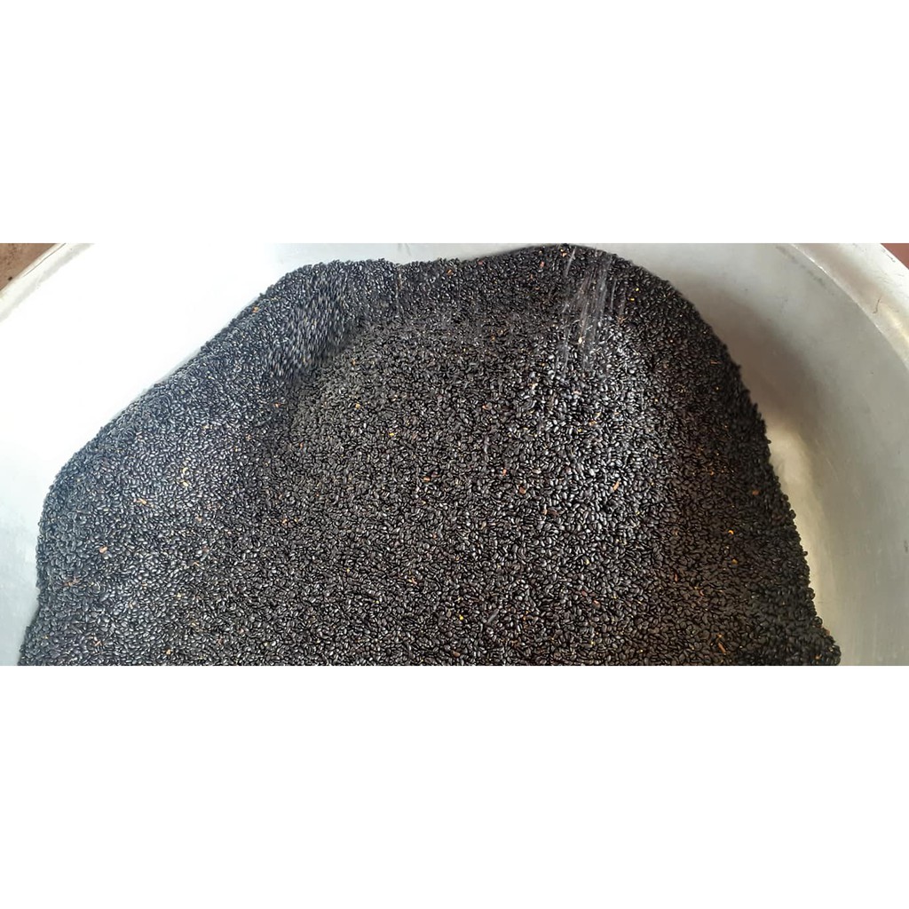 Hạt giống keo tai tượng - 1kg