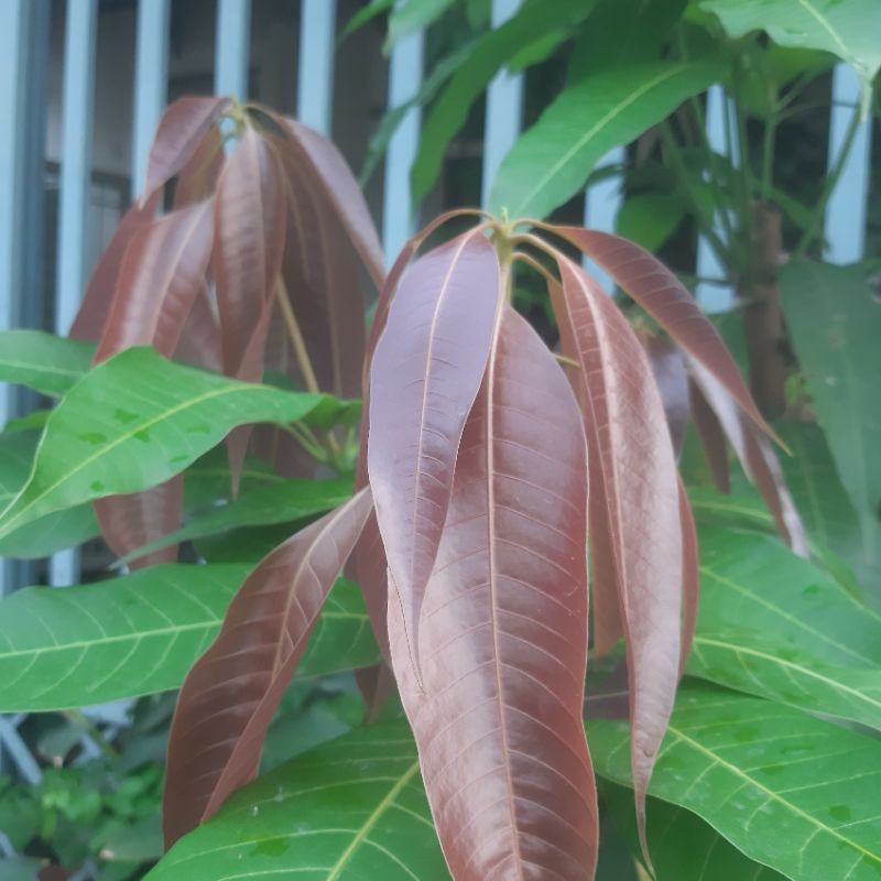 Siêu Vọt Đọt