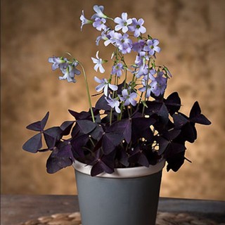 CỦ HOA BƯỚM ĐÊM ĐỘC LẠ