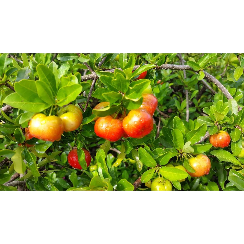 CÂY GIỐNG CÂY SƠ RI THÁI TRÁI NGỌT, SIÊU QUẢ, CAM KÉT CHUẨN GIỐNG F1--cg sori