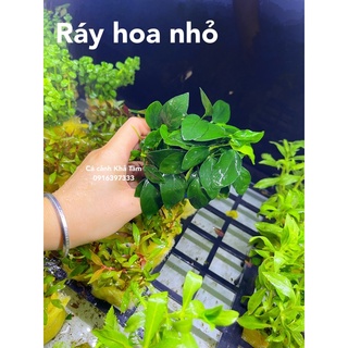 Cây ráy lá con thuỷ sinh