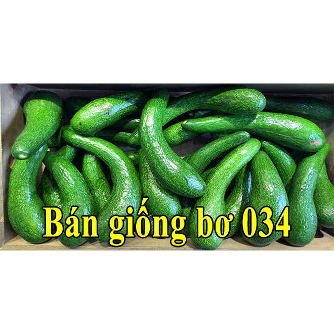 Giống cây BƠ 034