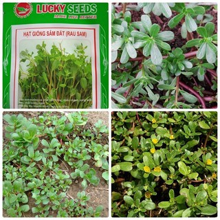 Hạt giống rau sam gói 0,2gram - hgt