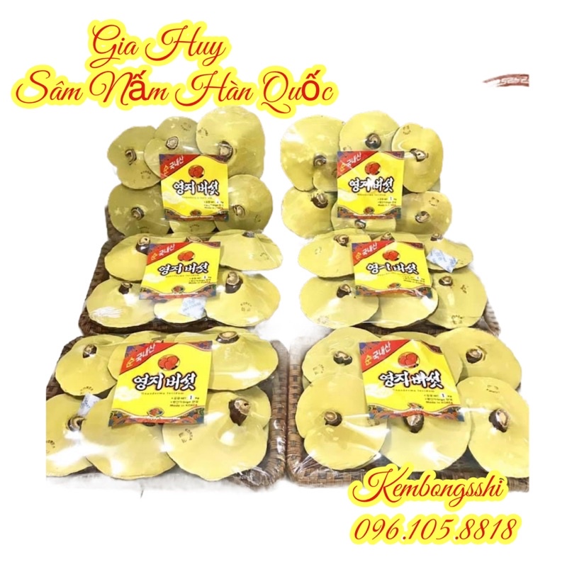 [HÀNG MỚI] Nấm linh chi Vàng dạng khay HÀN QUỐC